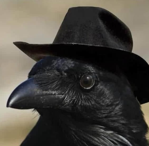 a black bird with a hat on it's head is looking at the camera