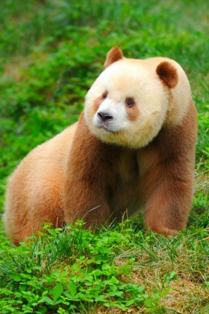 a brown and white bear sitting in the grass