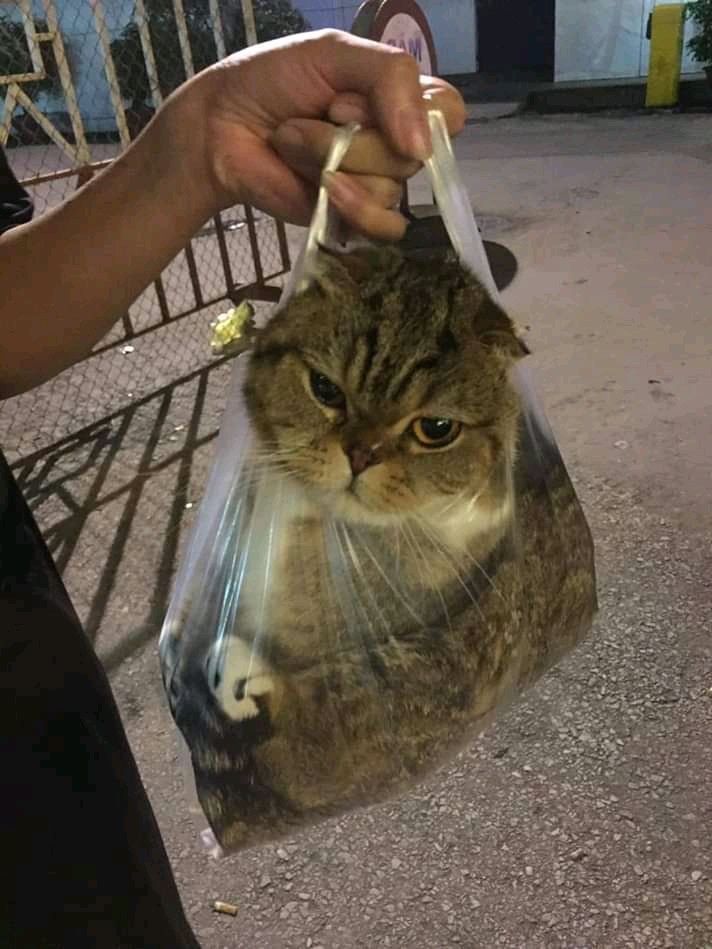 a cat in a plastic bag being held by a person