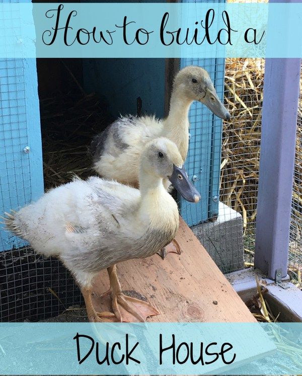 two white ducks standing on top of a wooden plank in front of a blue door