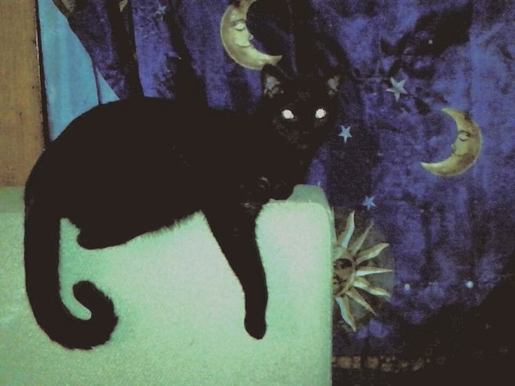 a black cat sitting on top of a white chair in front of a blue curtain