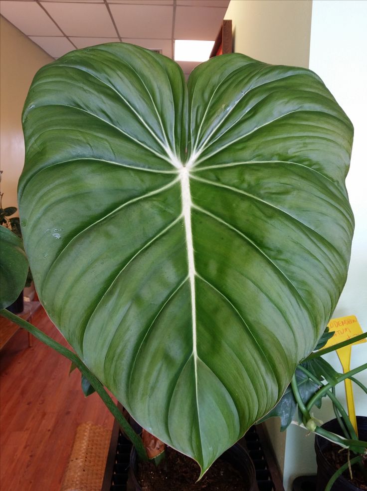 a large green heart shaped plant sitting on top of a potted plant in a room