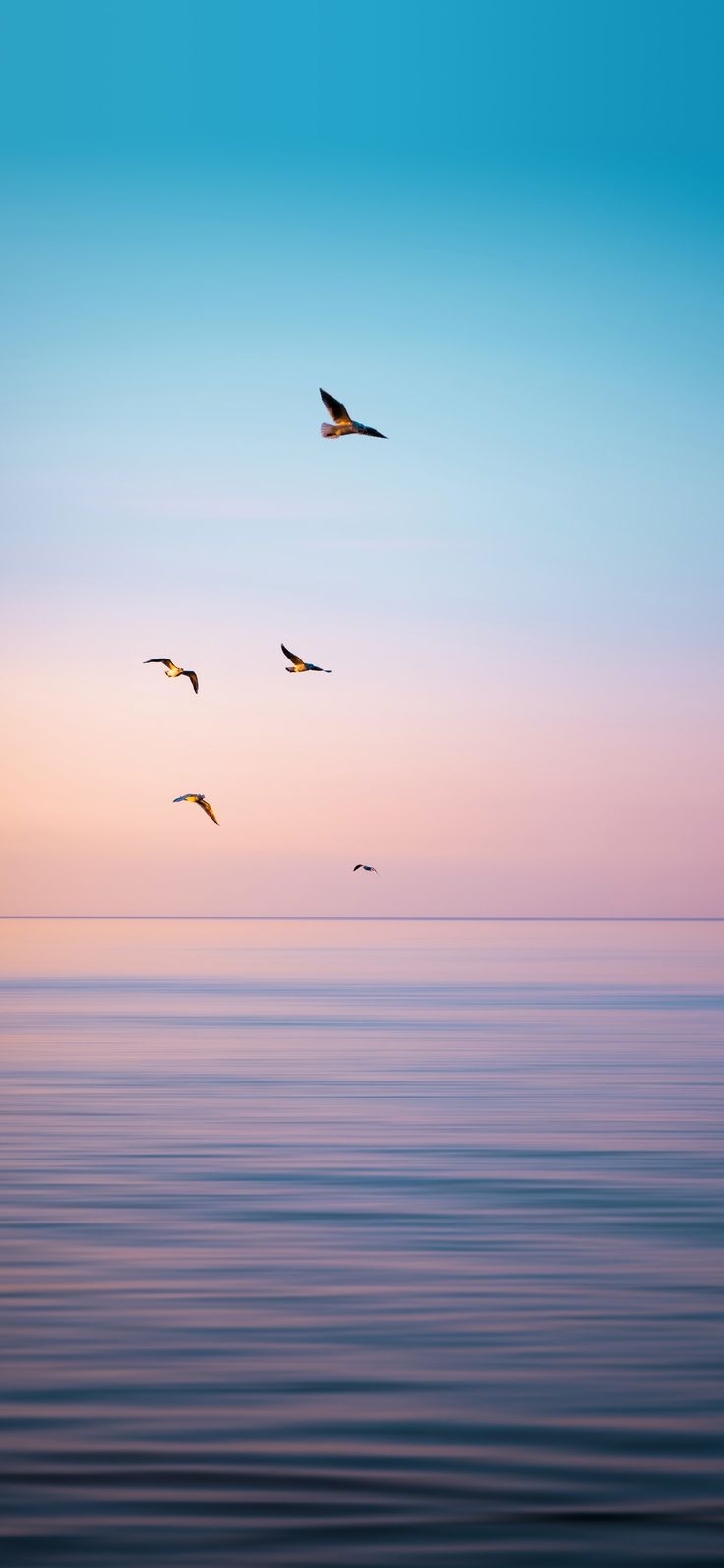 several birds flying over the ocean at sunset