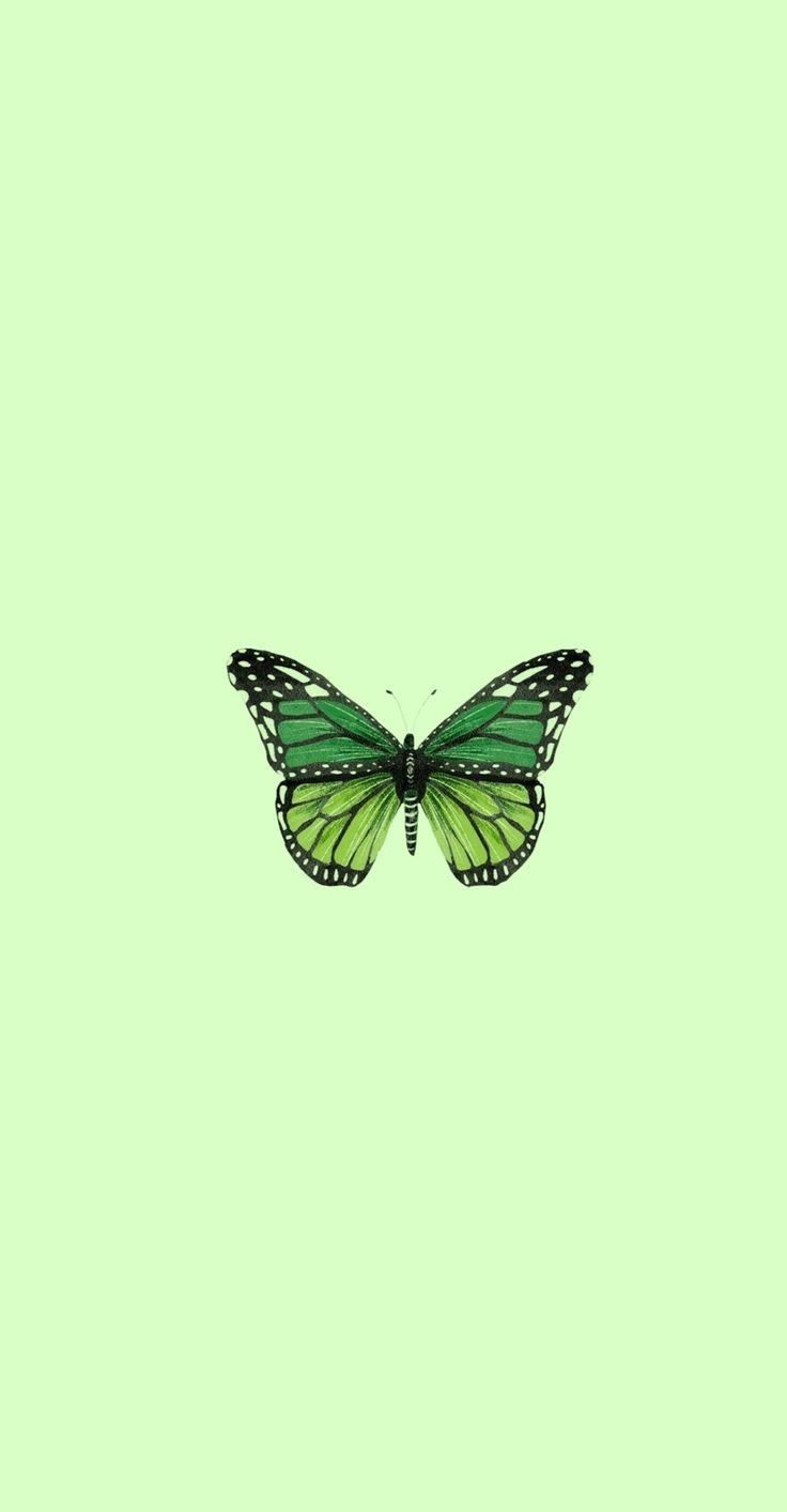 a green and black butterfly flying in the sky