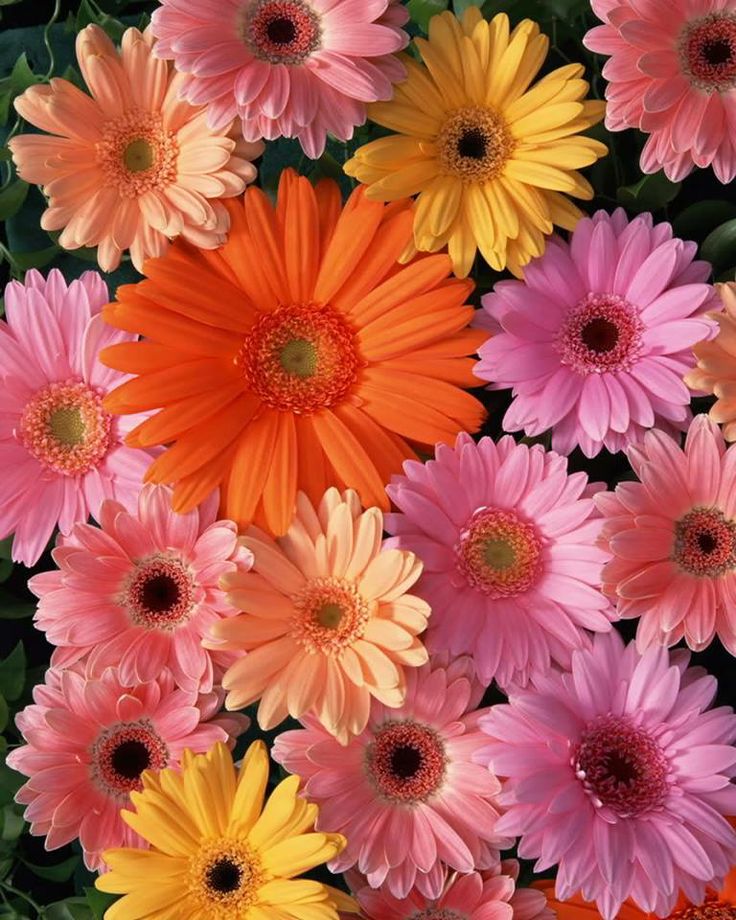 many different colored flowers are arranged together