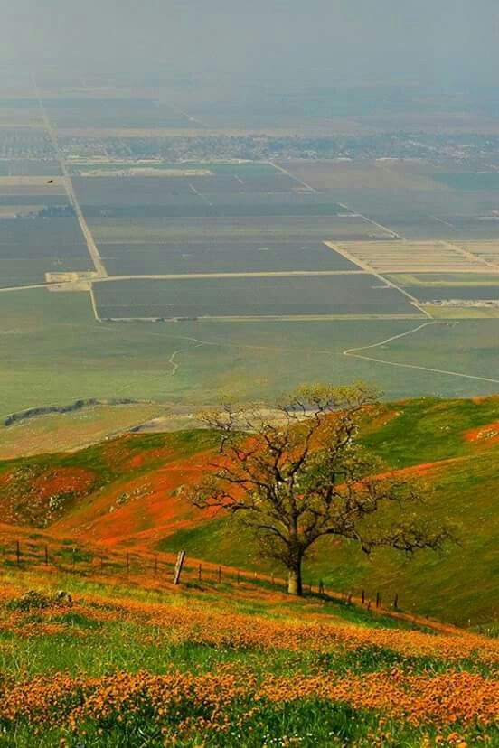 an open field with trees and flowers in the foreground, surrounded by green hills