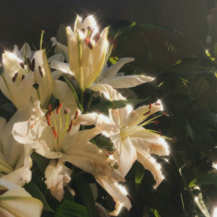 white lilies are blooming in the sun on a sunny day with green leaves