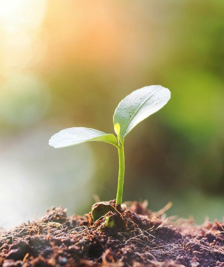 a small green plant sprouts from the ground in dirt with sunlight shining on it