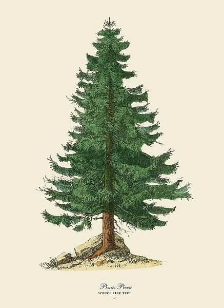 a drawing of a pine tree