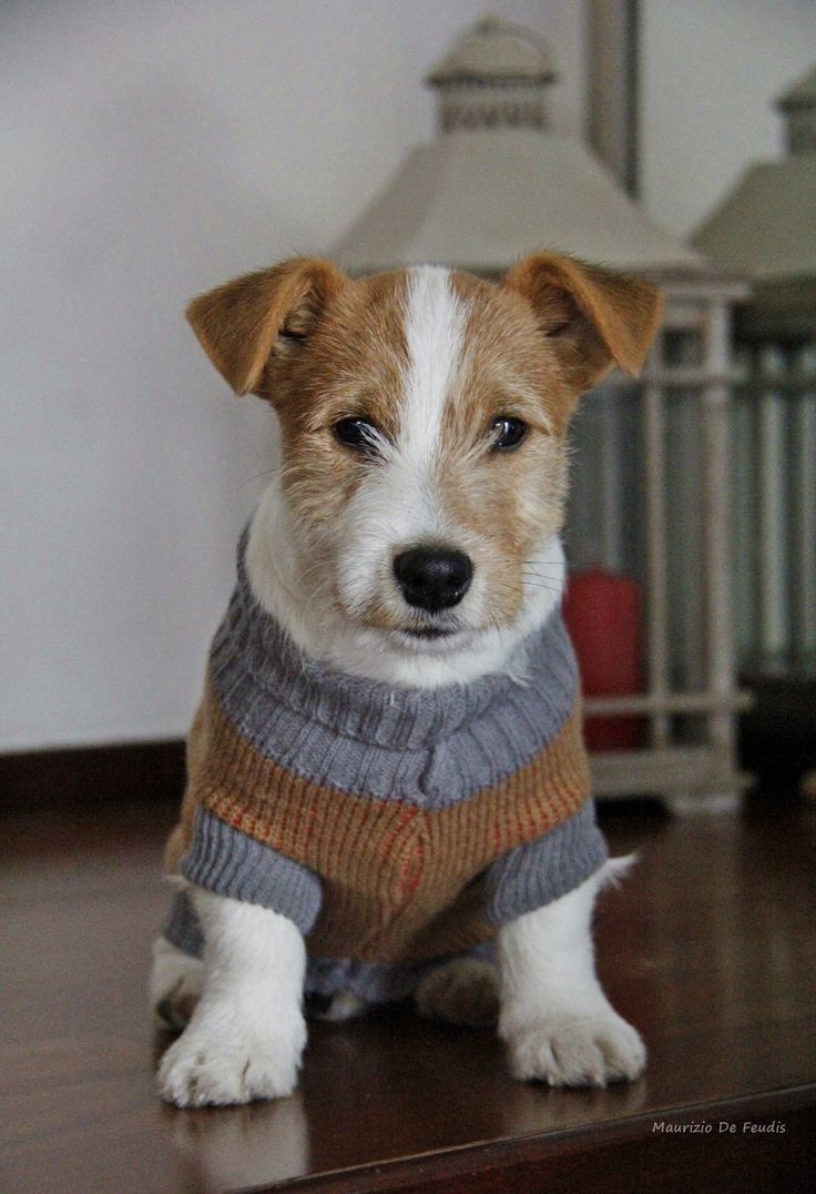 a brown and white dog sitting on top of a wooden floor