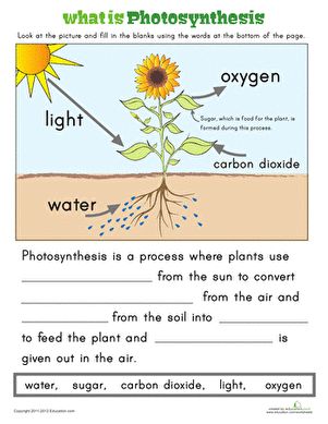 an image of what is photosyntheism? worksheet with pictures and text