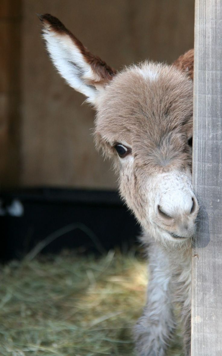 a small brown and white donkey standing next to a wooden fence with hay on the ground