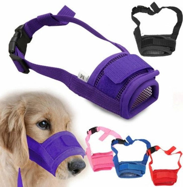 a dog wearing a muzzle and leash with three different colors on the collar, one is purple