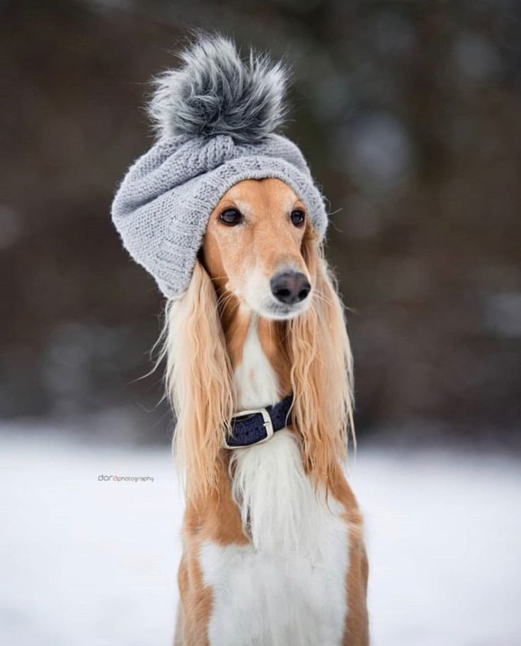 a brown and white dog wearing a gray hat with pompom on it's head