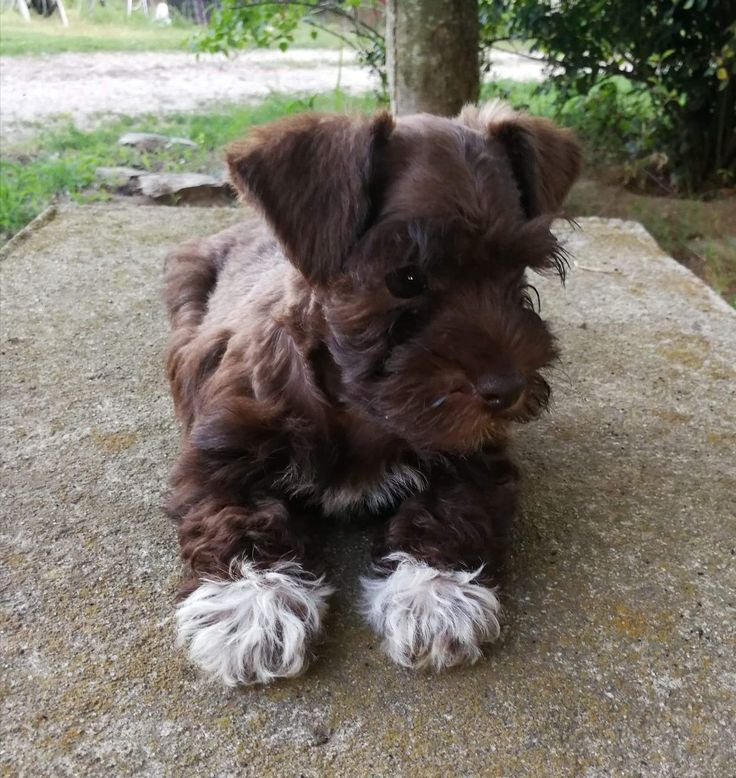 a small brown and white dog sitting on top of a cement slab next to a tree