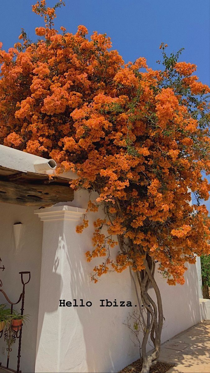 an orange flowering tree on the side of a white building with words written below it