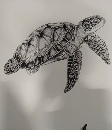 a drawing of a sea turtle in black and white