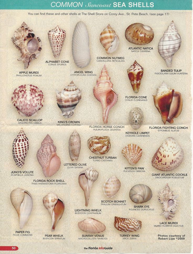 a poster showing different types of sea shells