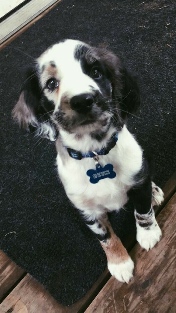 a black and white dog sitting on top of a wooden floor next to a door