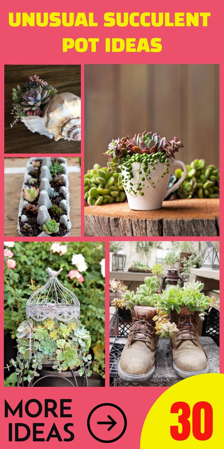 an advertisement for a potted planter with pictures of plants in it and the words, unusual succulent pot ideas