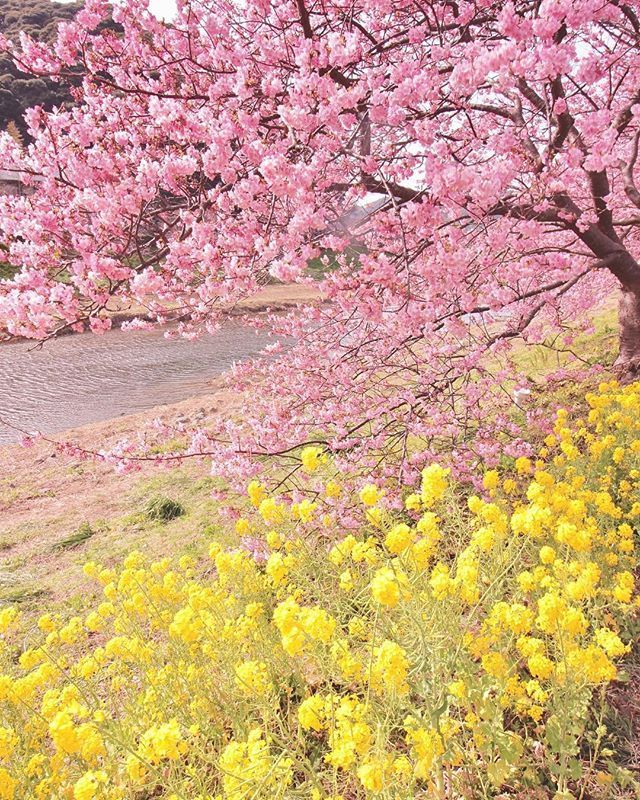 pink and yellow flowers line the side of a road in front of a large tree