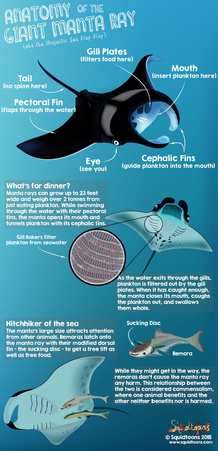 an info sheet describing the different types of sea animals