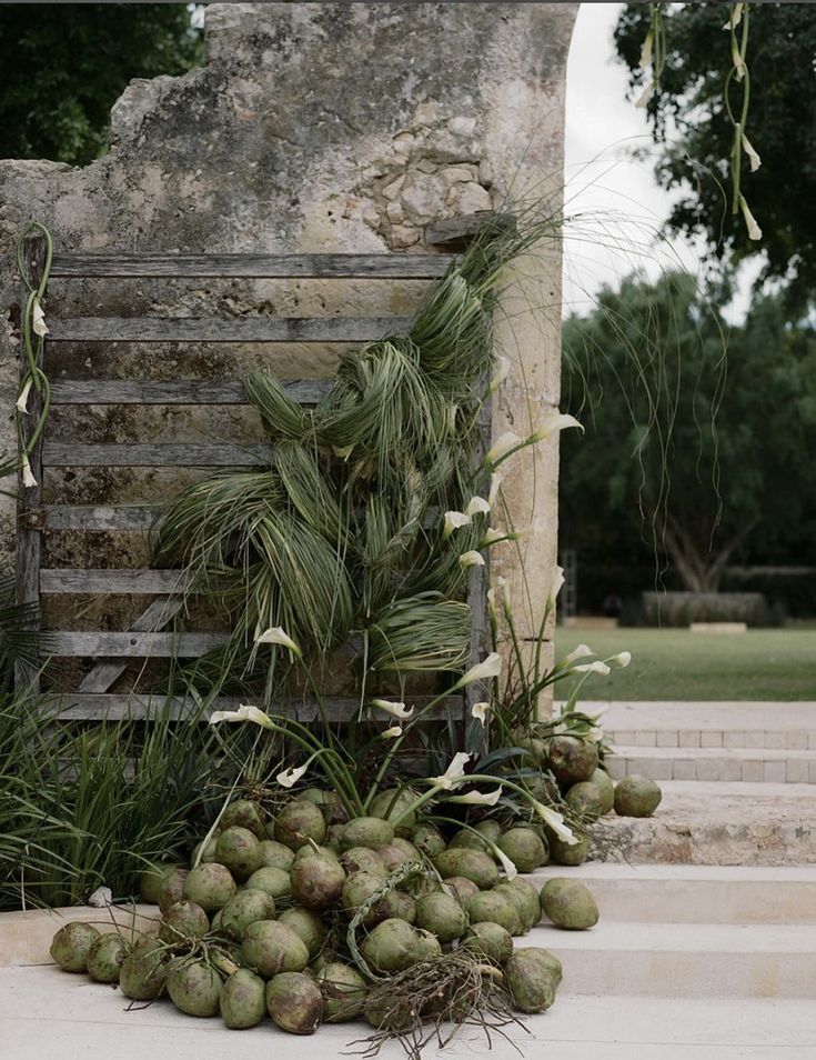 a pile of coconuts sitting on the ground next to a wooden crate with plants growing out of it