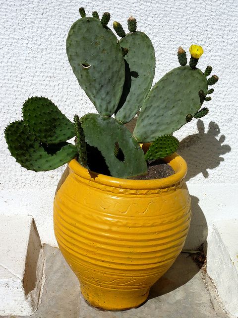 a yellow potted plant sitting on top of a cement floor next to a white wall