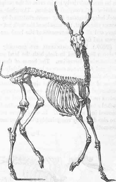 an animal skeleton is shown in this black and white drawing, it appears to be a deer