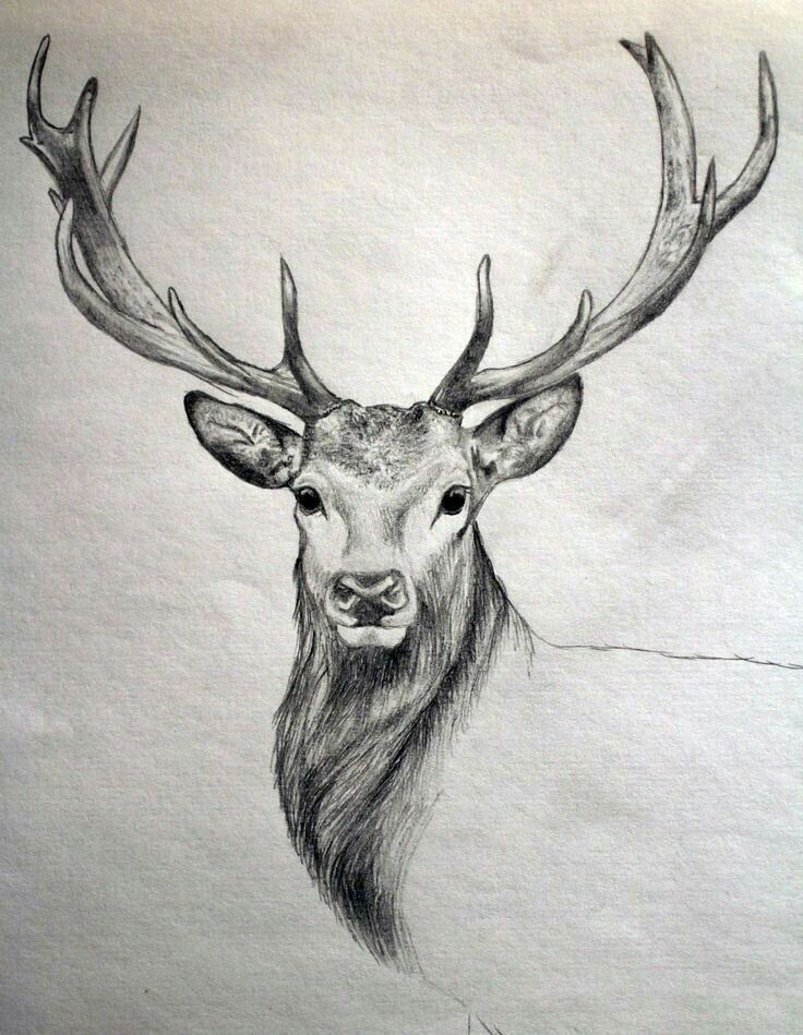 a drawing of a deer with antlers on it's head