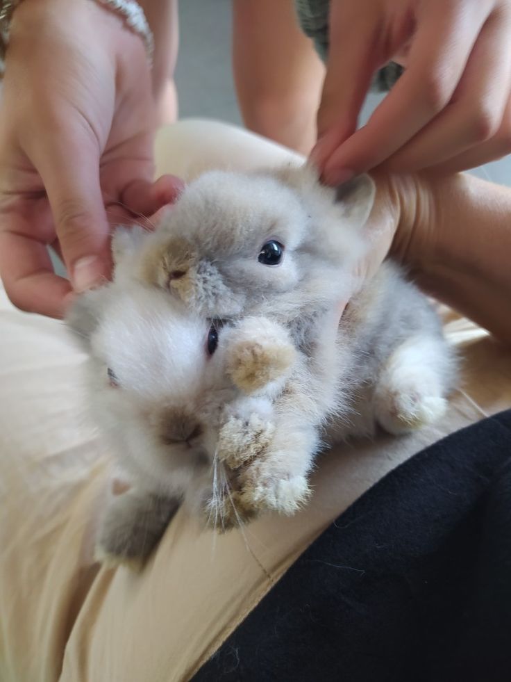 a person is petting a small kitten