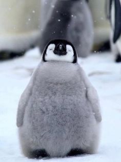 two penguins are standing in the snow with one penguin looking at the camera while another penguin looks on