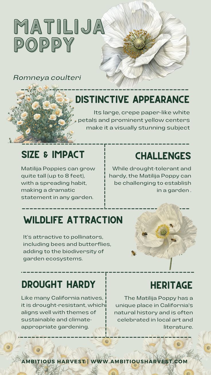 an info sheet describing the different types of flowers and how they are used to decorate them