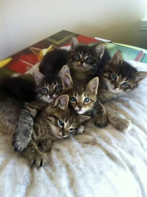 a group of kittens laying on top of each other