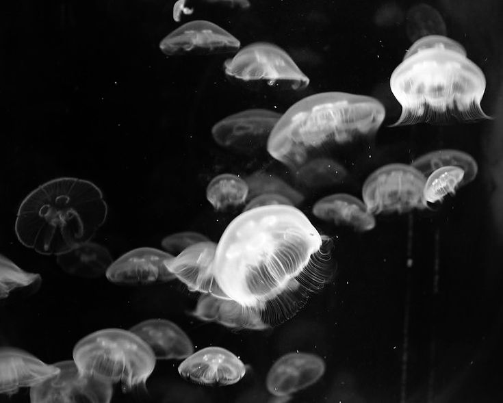 black and white photograph of jellyfish in water