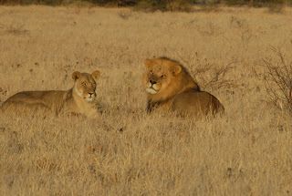 two lions laying down in the tall grass