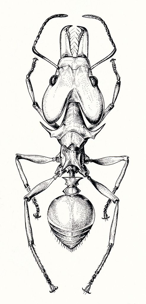 a drawing of a bug with long legs and large head, it is drawn in black ink