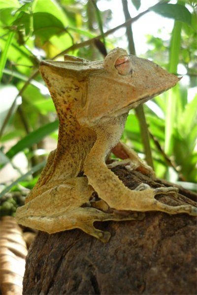 a lizard sitting on top of a tree stump