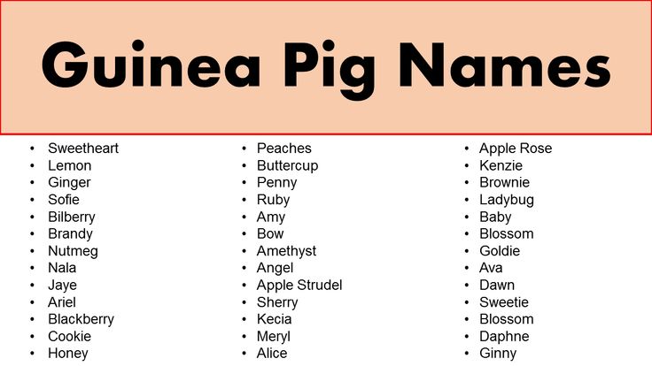 a list of guinea pig names on a red and white sign that says guinea pig names