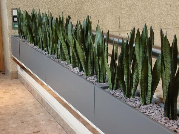 some very pretty green plants in a big planter