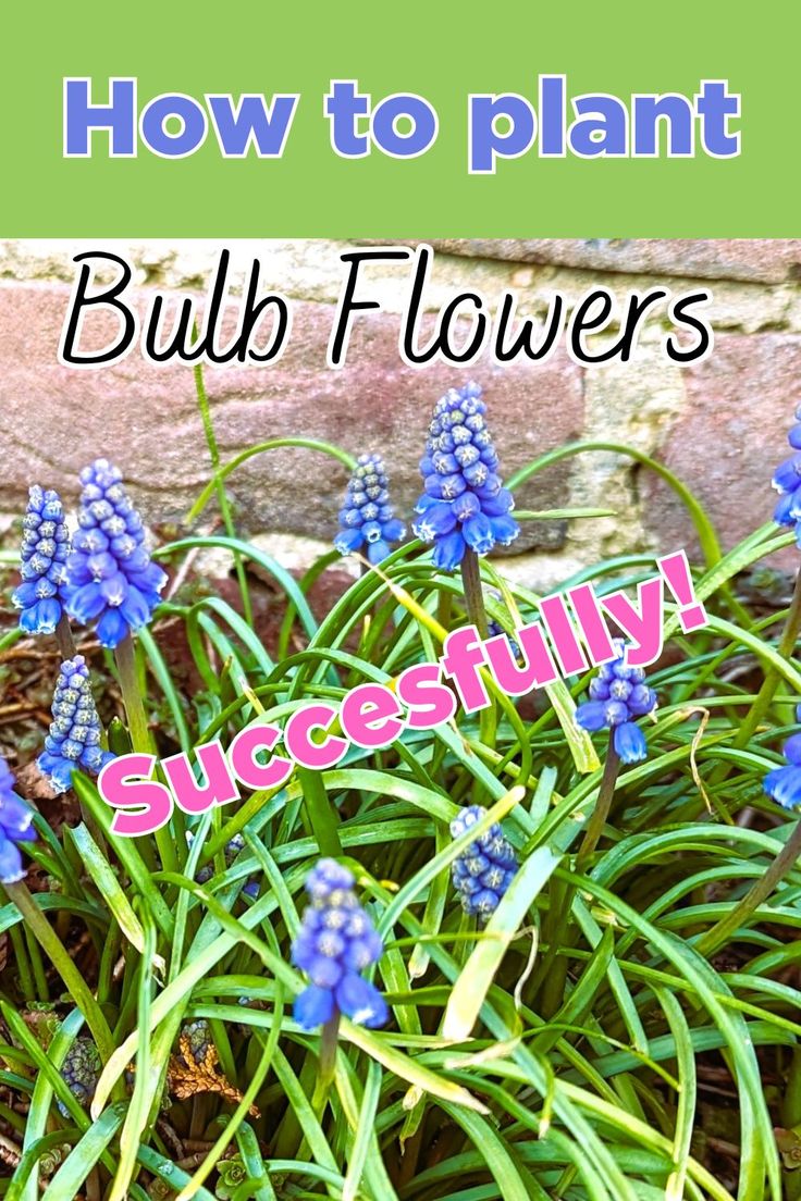 blue flowers with the words how to plant bulb flowers successfully