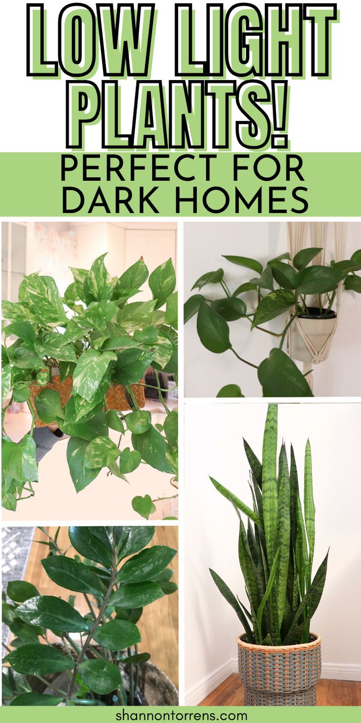 Low Light Plants Perfect for Dark Homes! Inside House Plants, Dark Homes, Succulent Fertilizer, Low Light House Plants, Indoor Plants Low Light, Low Light Indoor Plants, Succulent Landscape Design, Indoor House Plants, Household Plants