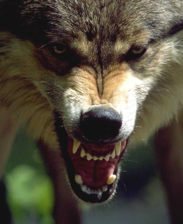 an angry looking wolf with its mouth open