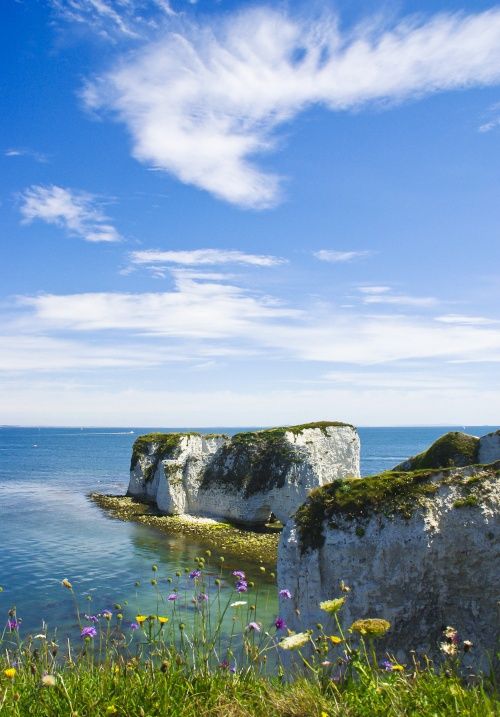 the ocean is calm and blue with white cliffs on either side, along with wildflowers in the foreground