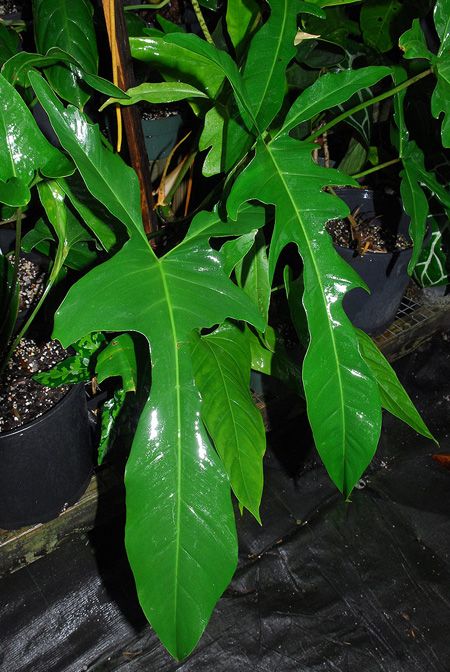 some green plants are growing in pots on the ground and one plant has large leaves