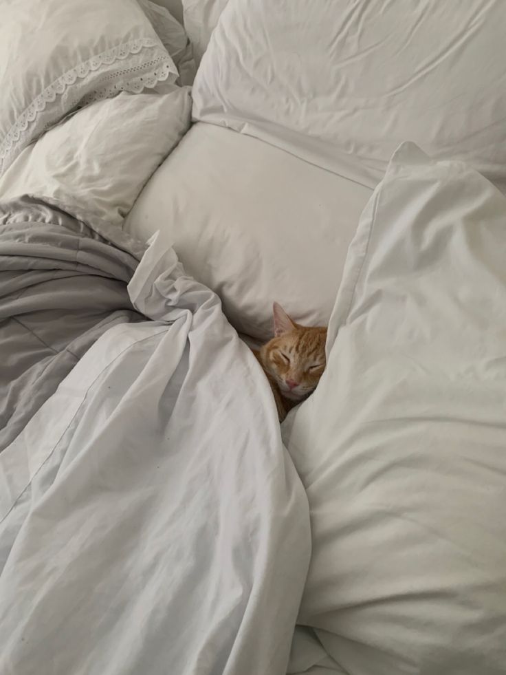 Cozy Cat/White Bed/Orange Cat/Cute Cat/Cozy/Cat Cozy White Bedding Aesthetic, Cats In Bed Aesthetic, Cats On Beds Aesthetic, Cat At Home Aesthetic, Cat Cuddle Aesthetic, Cozy Cat Bed, Cozy January Aesthetic, Cozy In Bed Aesthetic, Cozy Bed Sheets