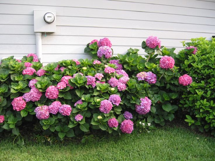 some pink and purple flowers in front of a house