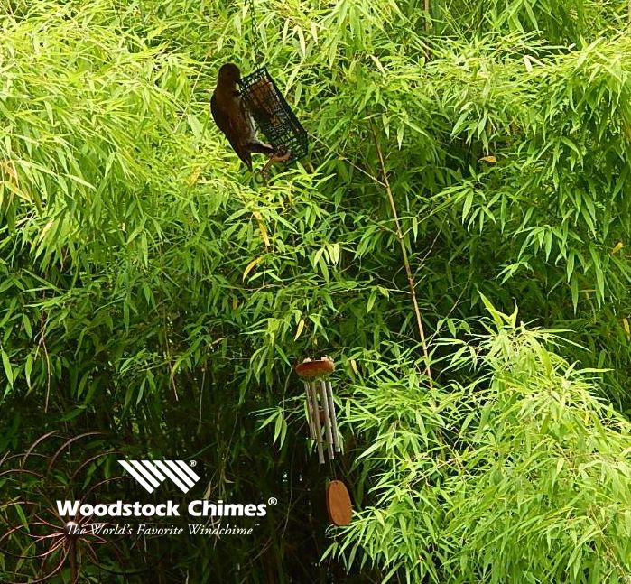 a pair of shoes hanging from the side of a bamboo tree