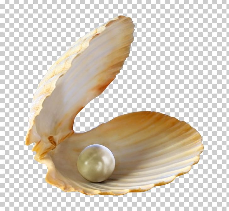 an open shell with a pearl in it