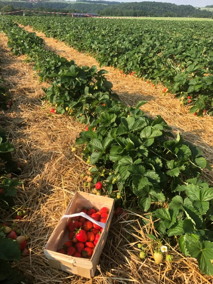 straw bales with strawberries in the foreground and strawberrys on the ground